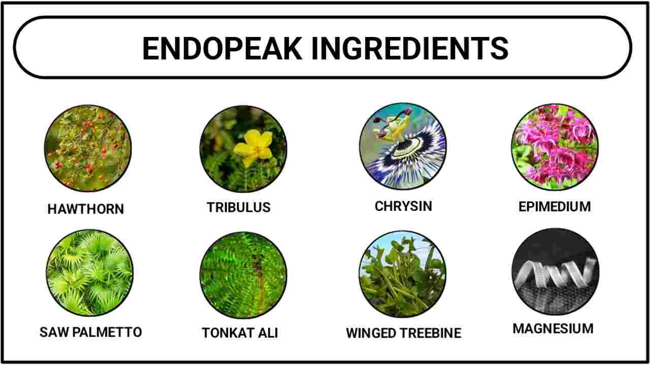 EndoPeak Ingredients